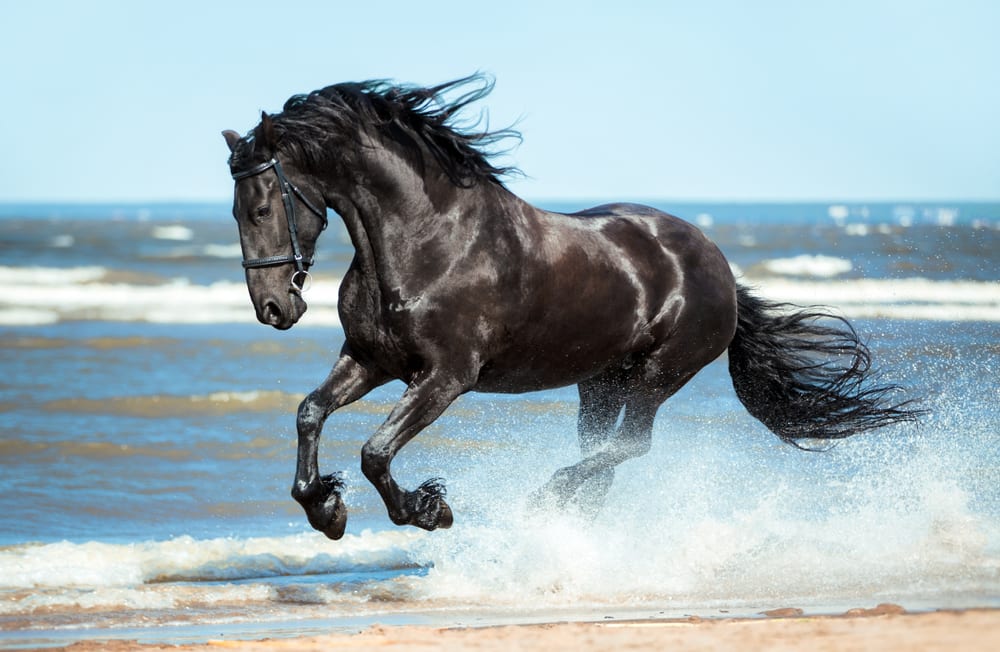 Most Beautiful Horse Breeds - Friesian Horse