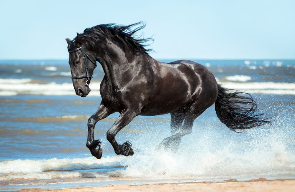 10 Most Beautiful Horse Breeds 10 Most Today