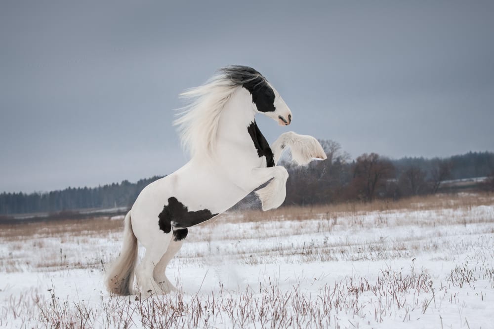 Most Beautiful Horse Breeds - Gypsy horse