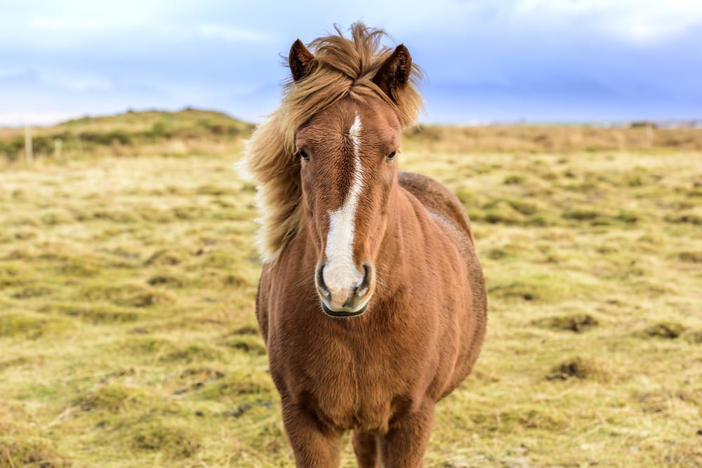 Most Beautiful Horse Breeds - Icelandic Horse