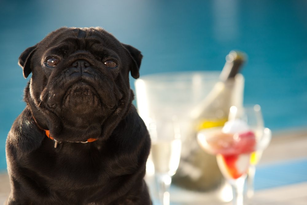 stop feeding your dog these 10 items - alcohol