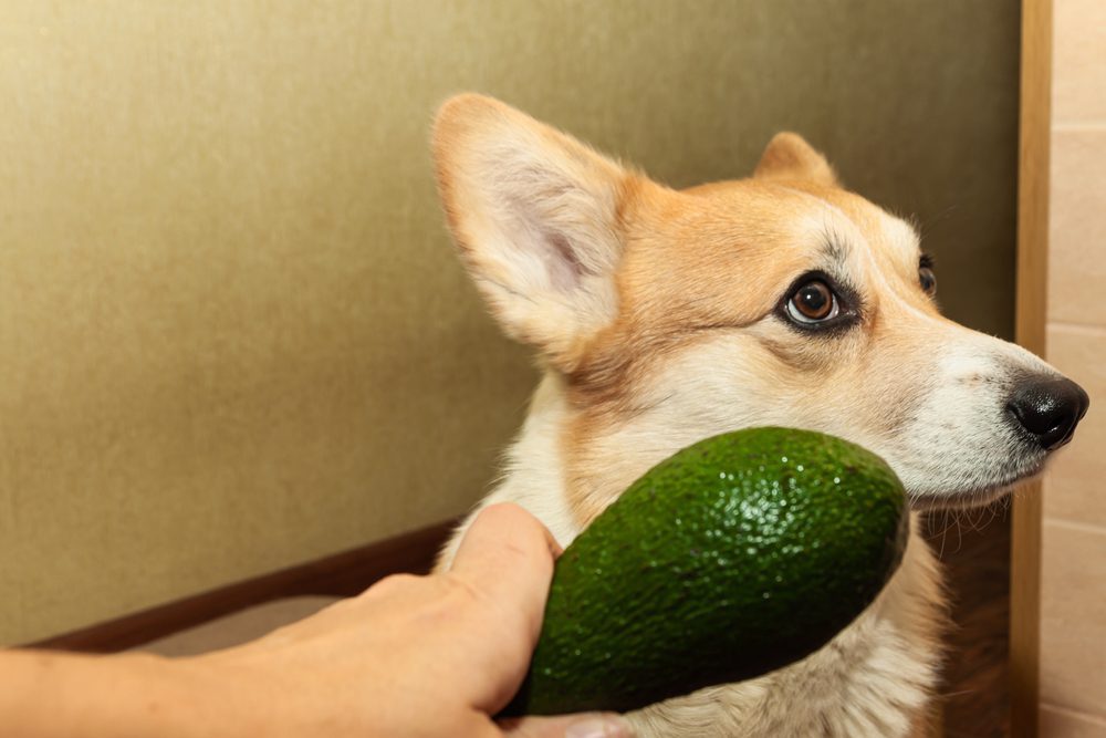 stop feeding your dog these 10 items