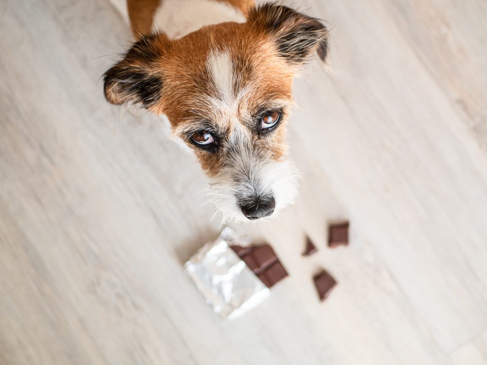 stop feeding your dog these 10 items - chocolates and candies