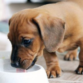 stop feeding your dog these 10 items - milky products