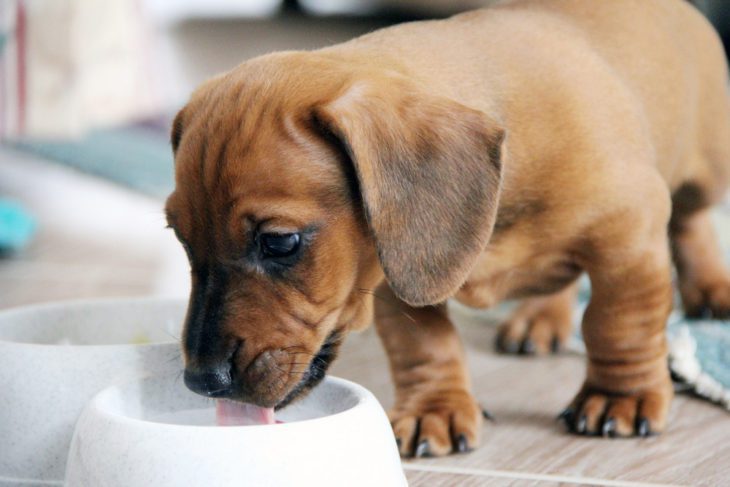 stop feeding your dog these 10 items - milky products