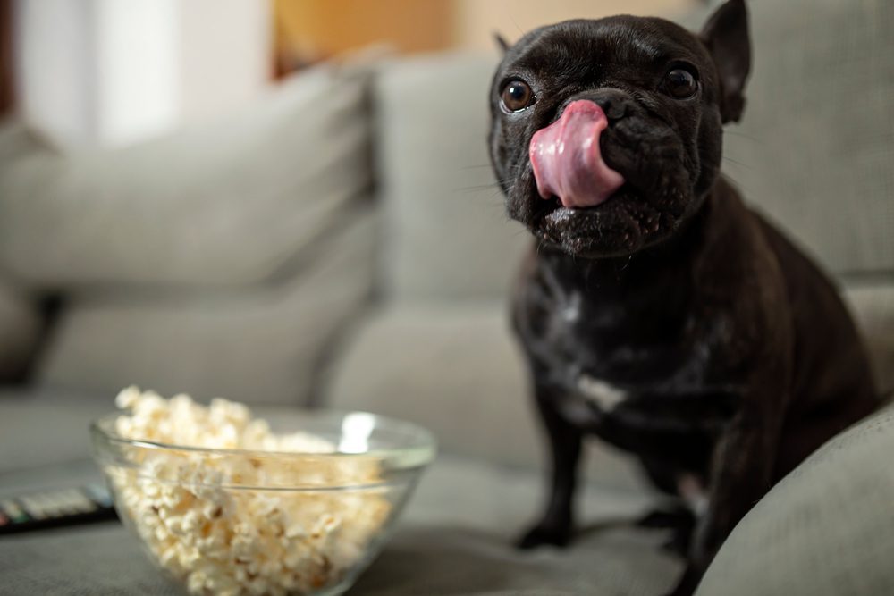 stop feeding your dog these 10 items - popcorn