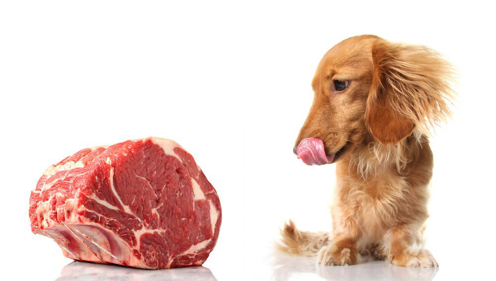 stop feeding your dog these 10 items - raw meat