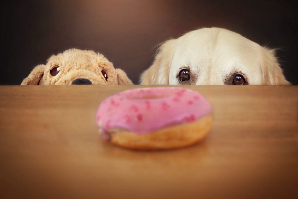 stop feeding your dog these 10 items - sugary items