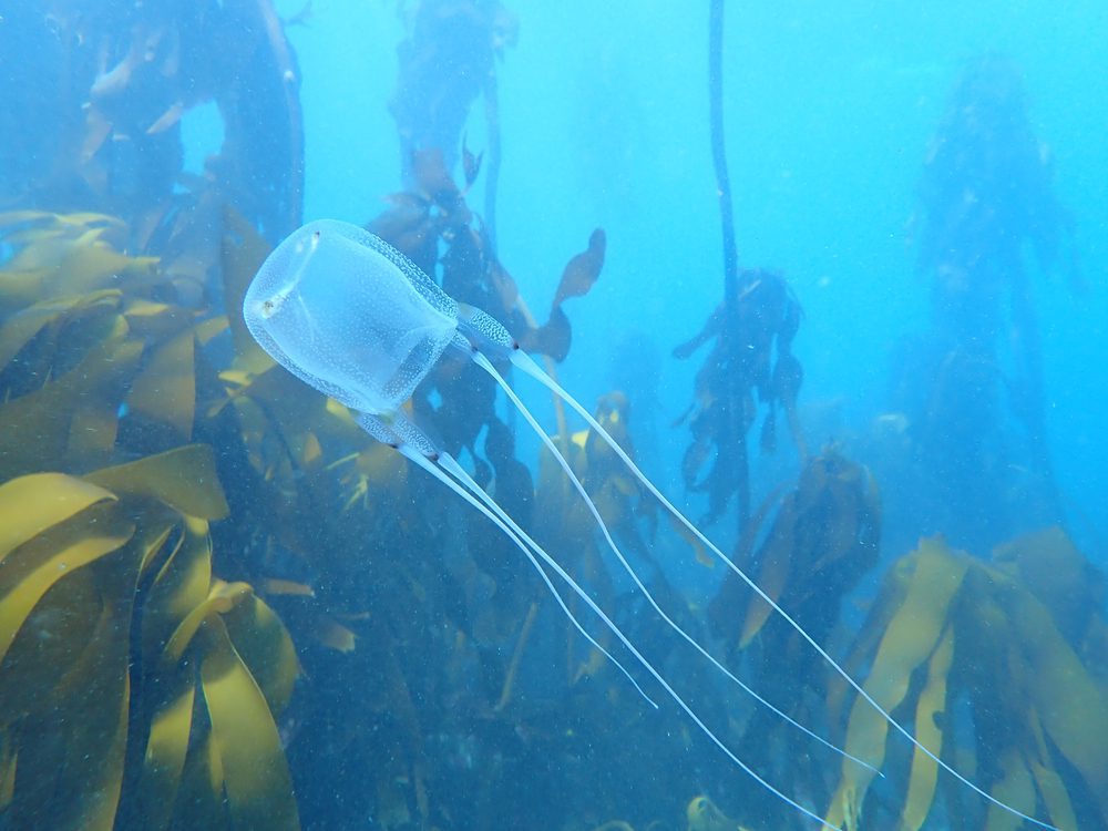 Most Deadly Fish - box jellyfish