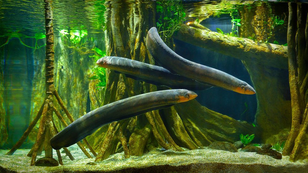 Most Deadly Fish - electric eel