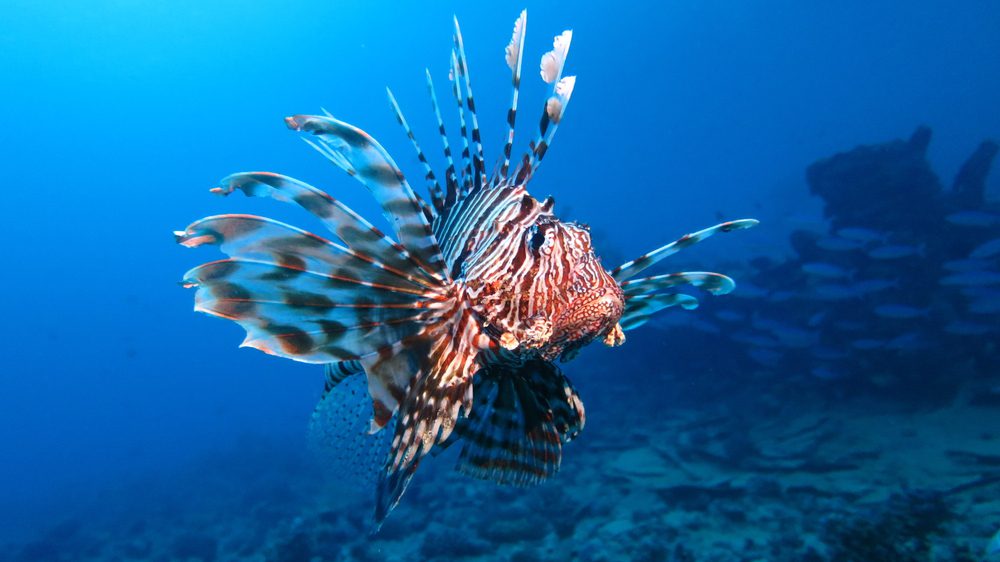 Most Deadly Fish - Red Lionfish